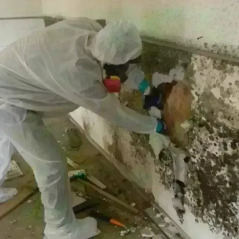 Mold Remediation and Removal in Stinnett, TX